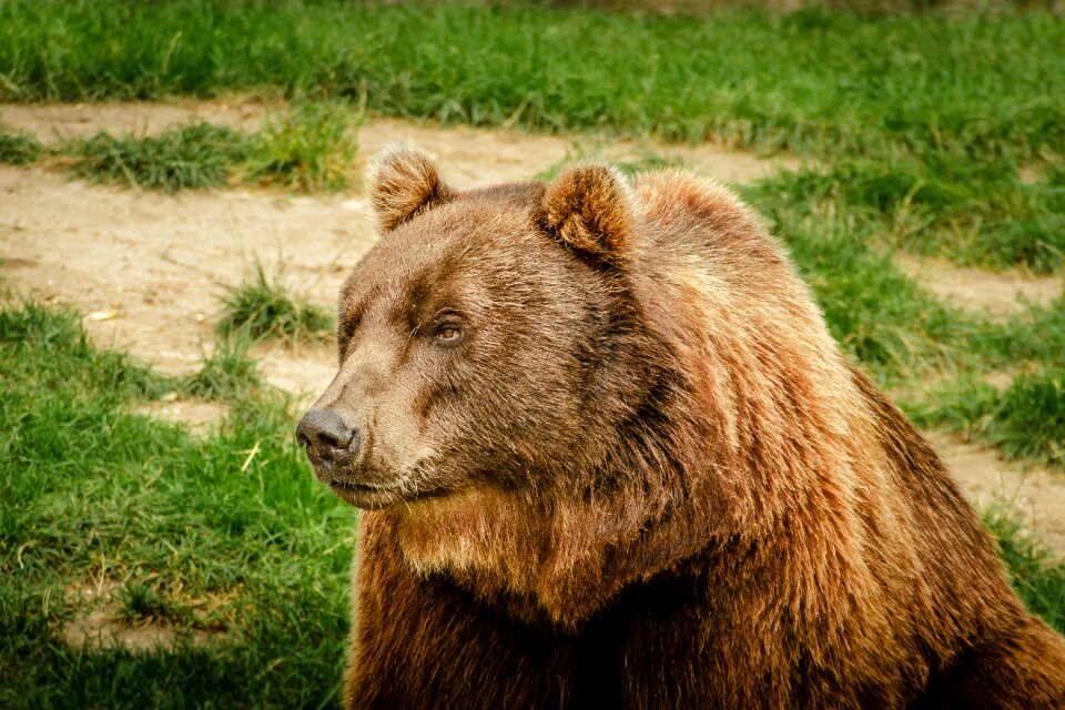 Animal predator nature