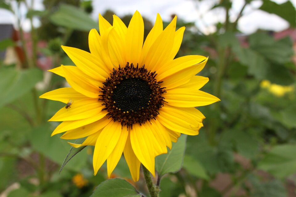 Summer flower garden nature