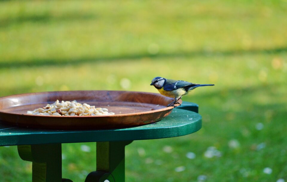 Foraging animal food