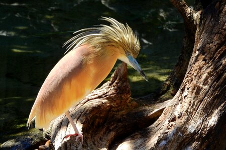 Ciconiiformes little egret water bird