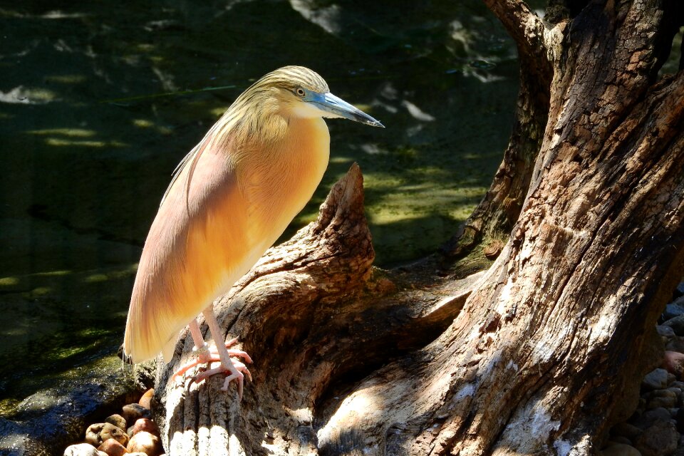 Ciconiiformes little egret water bird