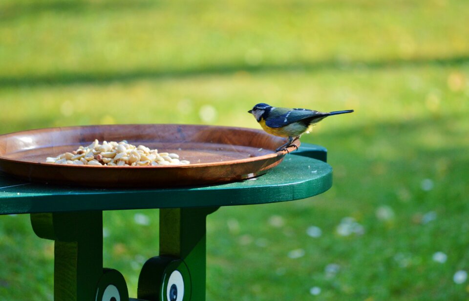 Foraging animal food