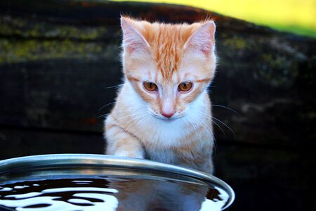 Water red cat young cat
