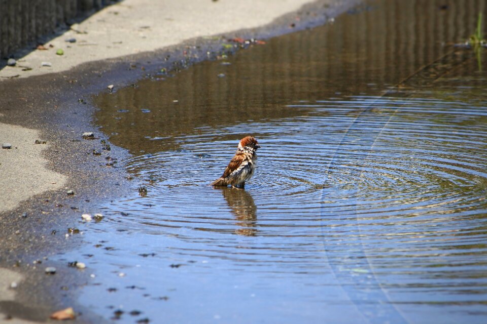 Wild birds wild animal pond