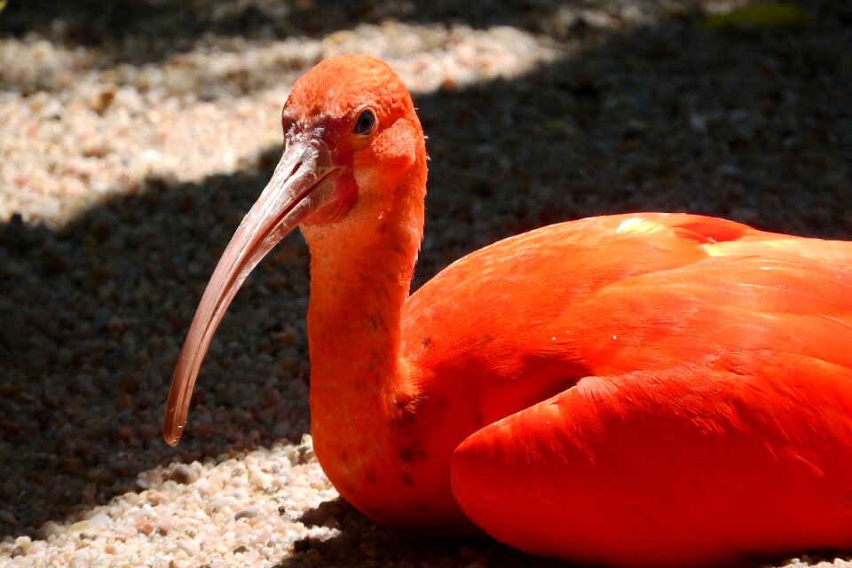 The south american brodivý bird ibis the prague zoo