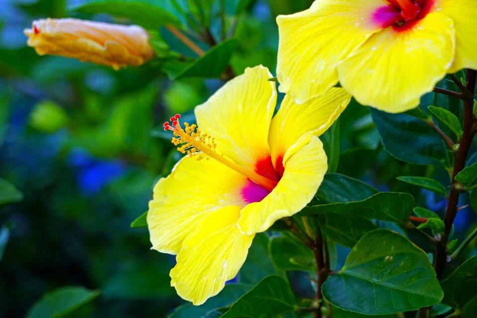 Hibiscus yellow green