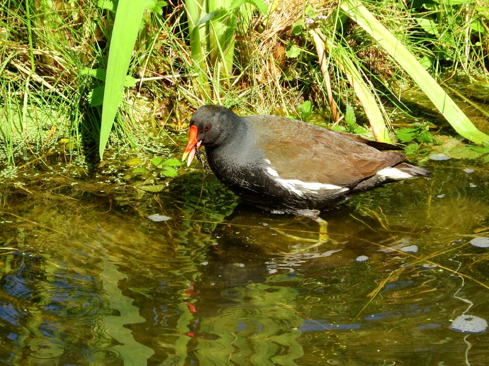 Water bird gruiformes rallidae