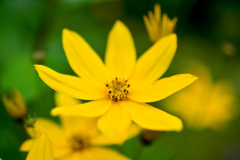 Yellow flower pollen flower garden