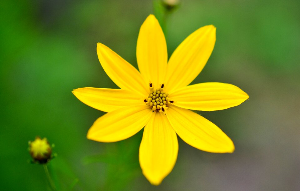 Yellow flower pollen flower garden