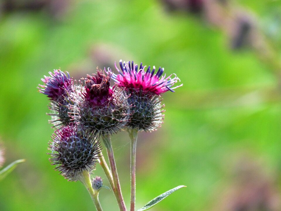 Red poppy flower close up