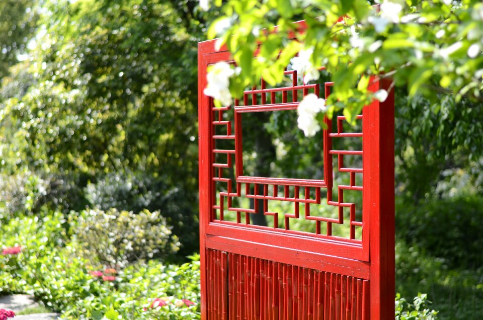 Tree red plant