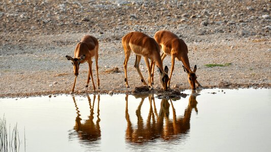 Dry national park animal