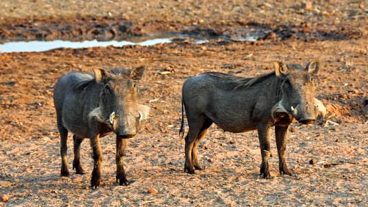 Dry national park animal