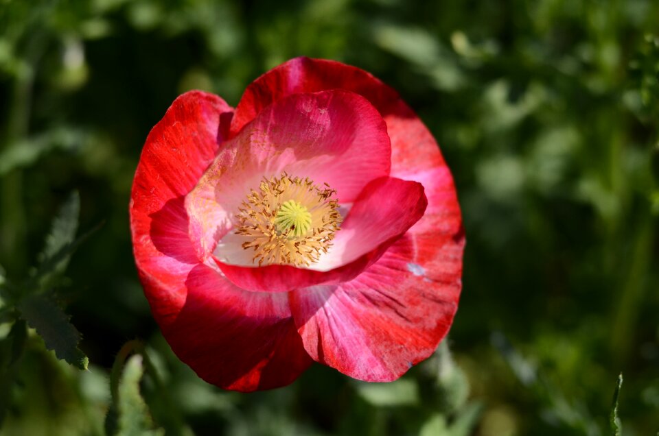 Red flowers playboy plant