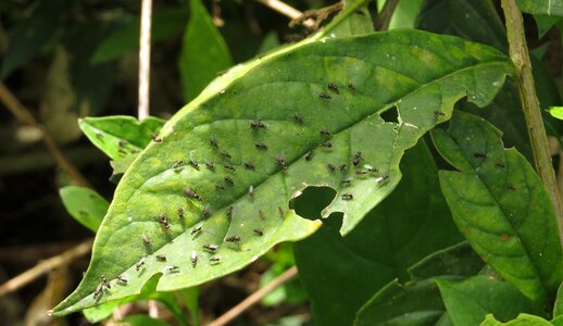 Insects quindio colombia
