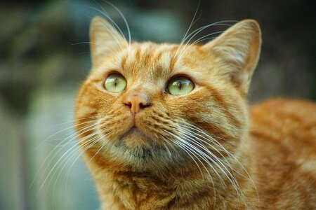 Cute animal portrait pets