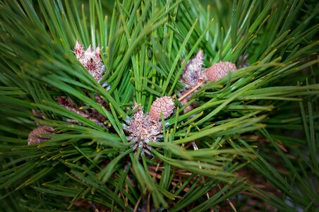 Branch needles dwarf pine photo
