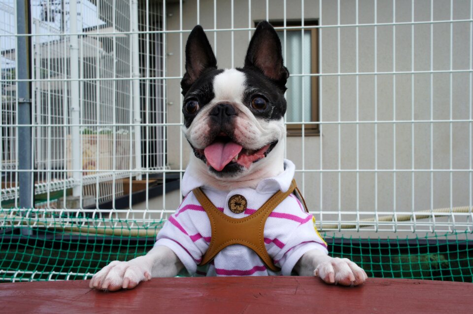 Dog run small breed dogs indoor dog