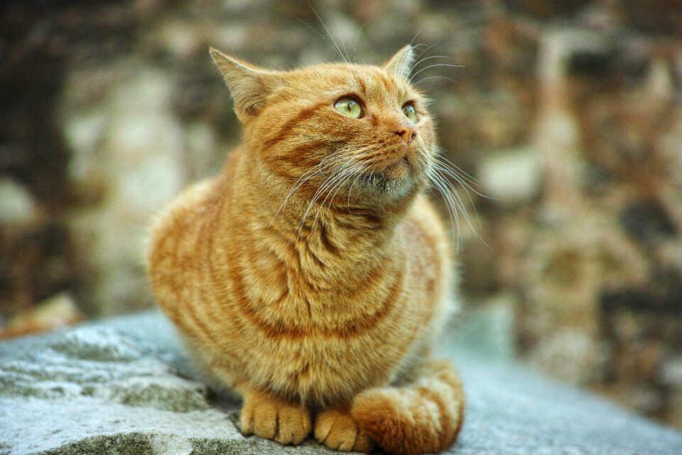 Cute animal portrait pets