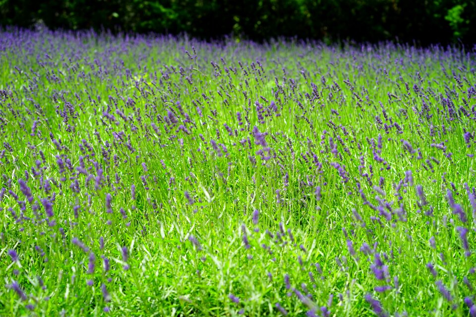 Purple wild plant wildblue