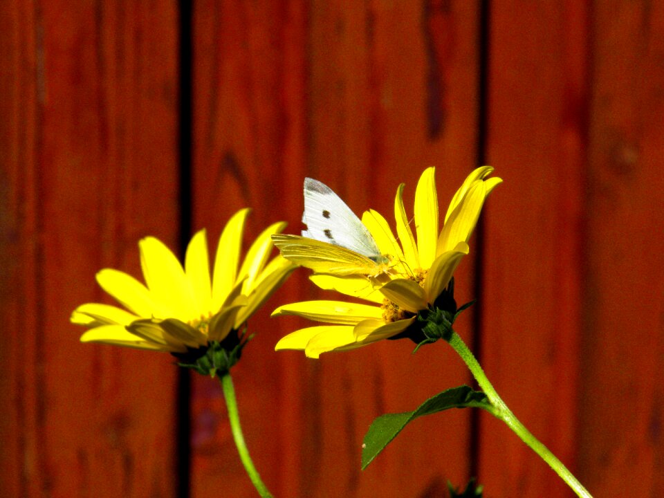 Nature detail insect