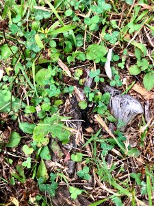 Wolf Spider, Speedwell, NC 