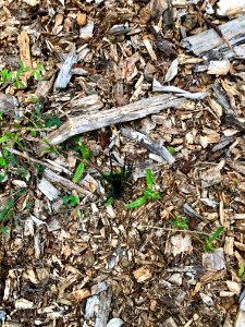 Wolf Spider, Speedwell, NC 