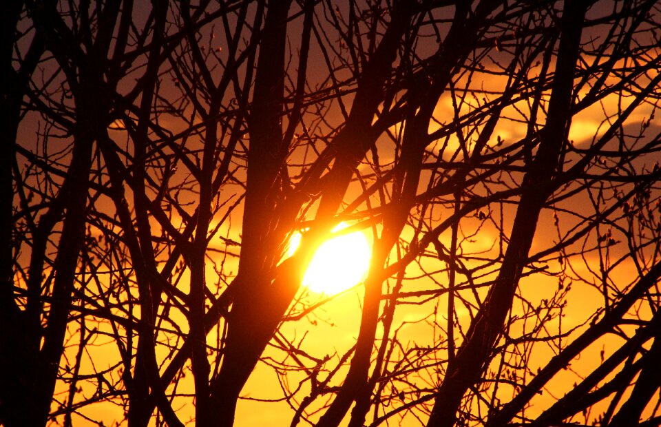 Setting sun afterglow tree photo