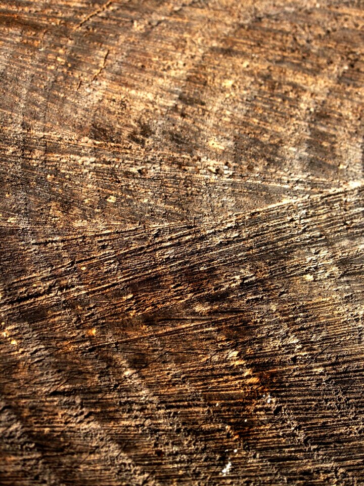 Trunk texture stripe wood