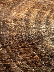 Trunk texture stripe wood