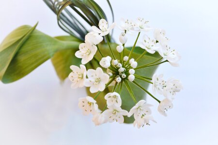 Leek flower from above white flower
