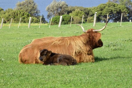 Calf mother horns photo