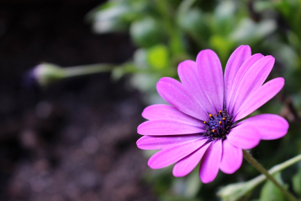 Plant nature summer flower
