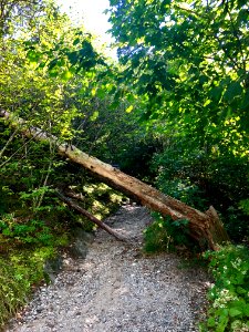 Fallen Tree on Access Trail, Devil's Courthouse, Balsam Gr… 