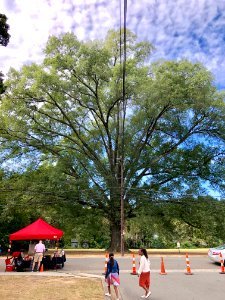 The Great Oak Tree, Maryland Avenue, Watts-Hillandale, Dur… 