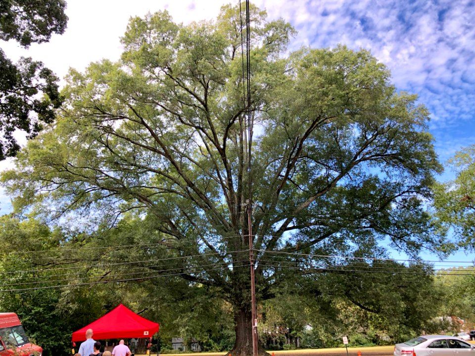 The Great Oak Tree, Maryland Avenue, Watts-Hillandale, Dur… 