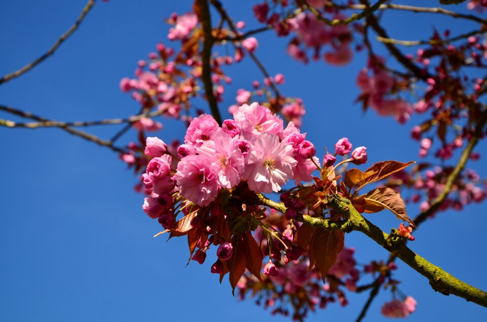 Blossom bloom japanese cherry trees