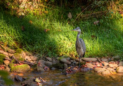 Animals river plumage
