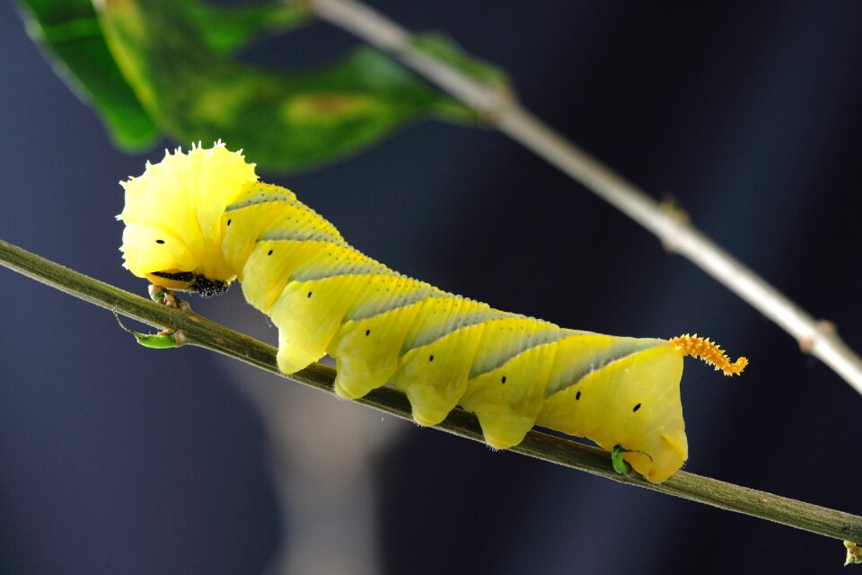 Insect macro yellow