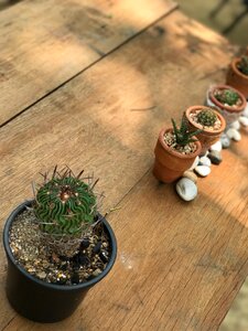 Cactus for all skin types wood