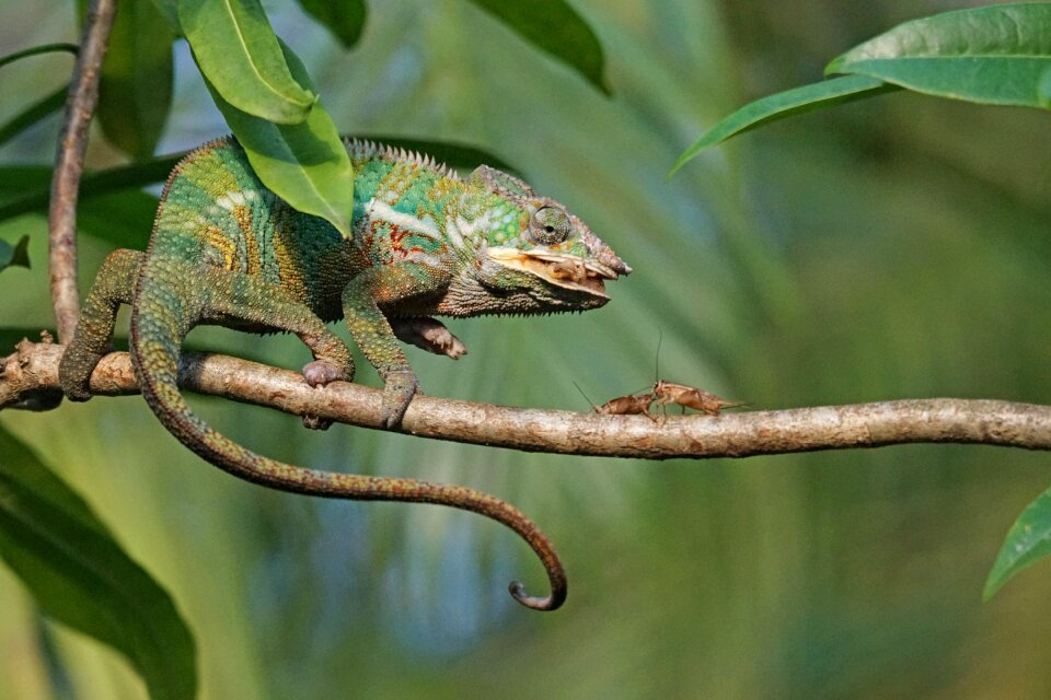 Grille acheta domestica reptile
