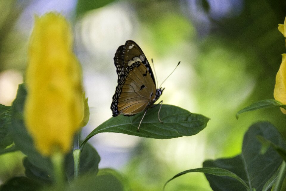 Natural insect wing