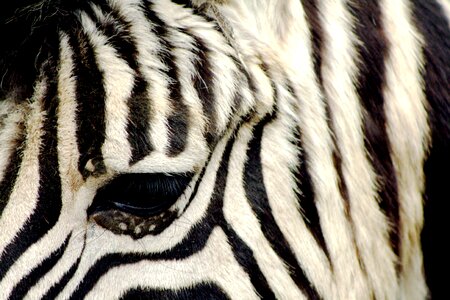 Zoo antwerpen striped