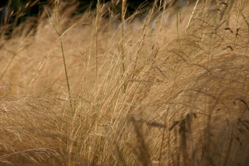 Silver nature landscape