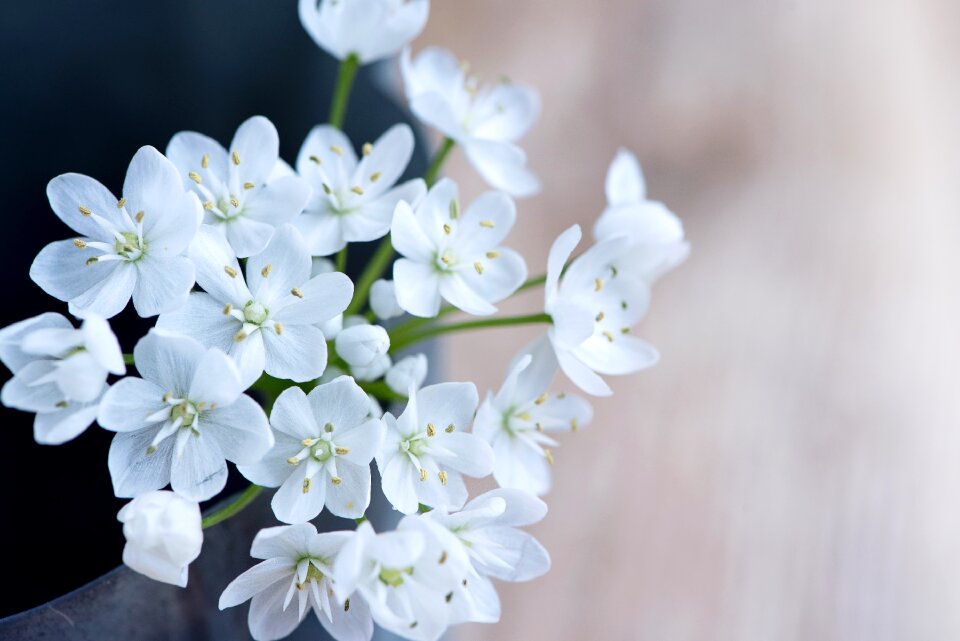 White flowers leek flower close up