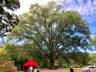 The Great Oak Tree, Maryland Avenue, Watts-Hillandale, Dur… 