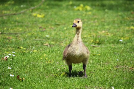 Animal nature ducky