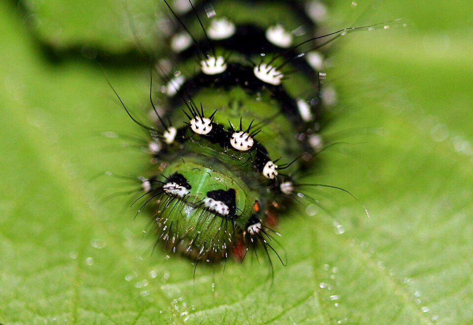 Green macro natural