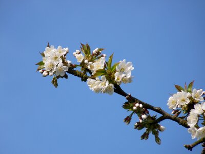 Nature cherry blossom spring photo