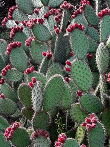 Cacti cactus prickly pear